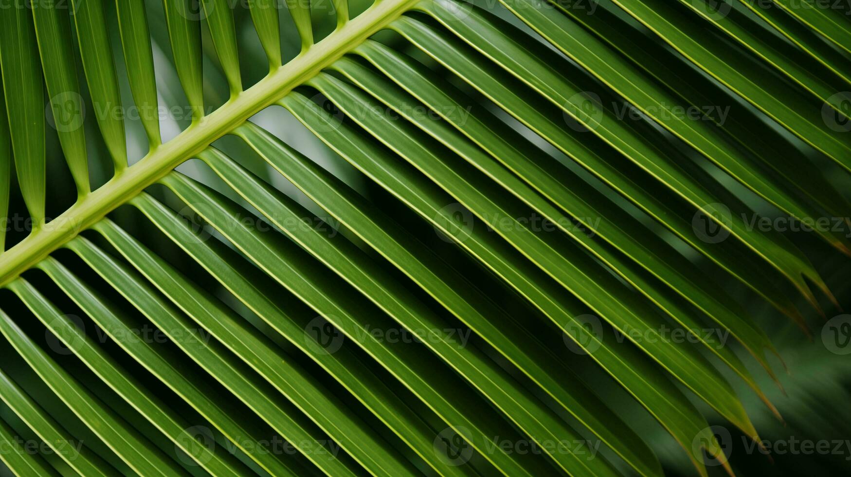 ai generiert ein schließen oben Bild von Kokosnuss Baum Blatt foto