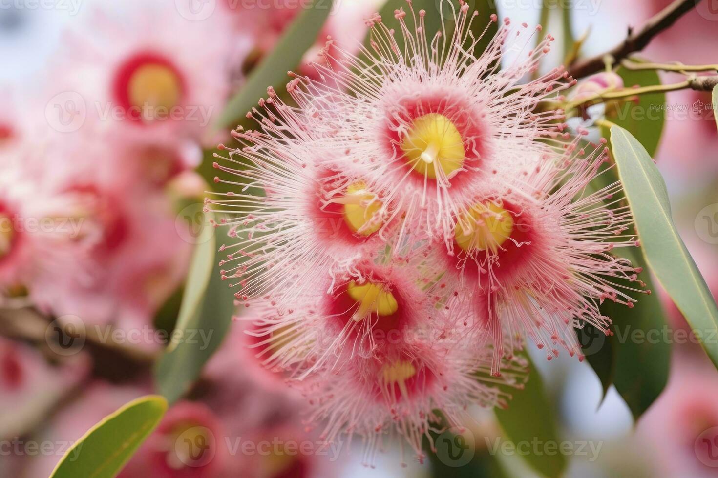 ai generiert schön Gummi Baum Rosa Blumen und Knospen. ai generiert foto