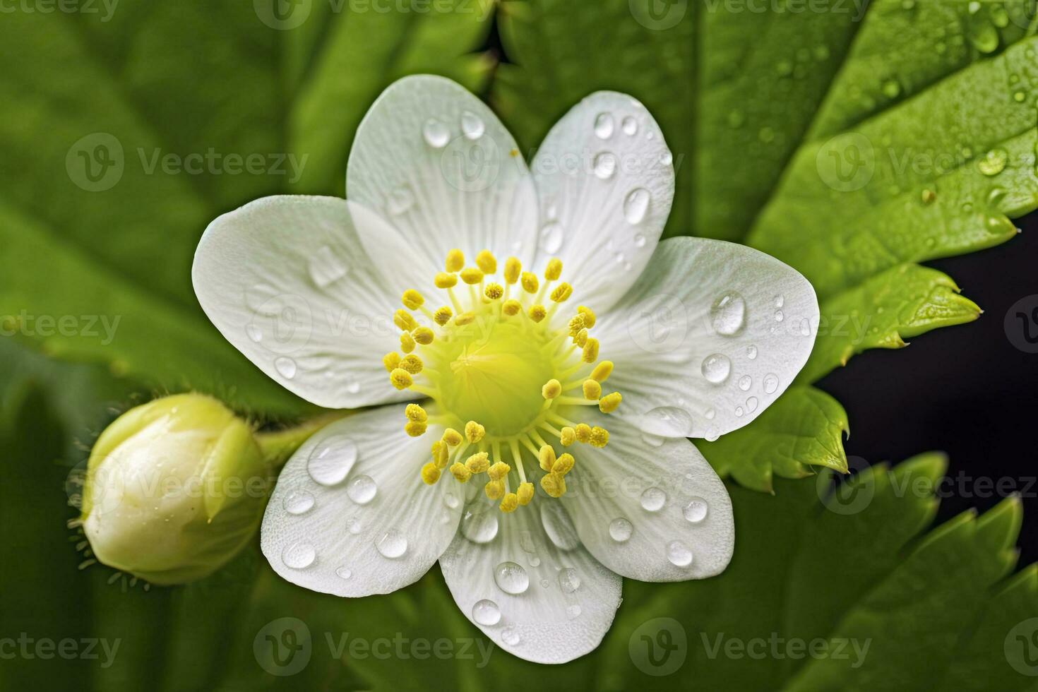 ai generiert Erdbeere Blume. ai generiert foto