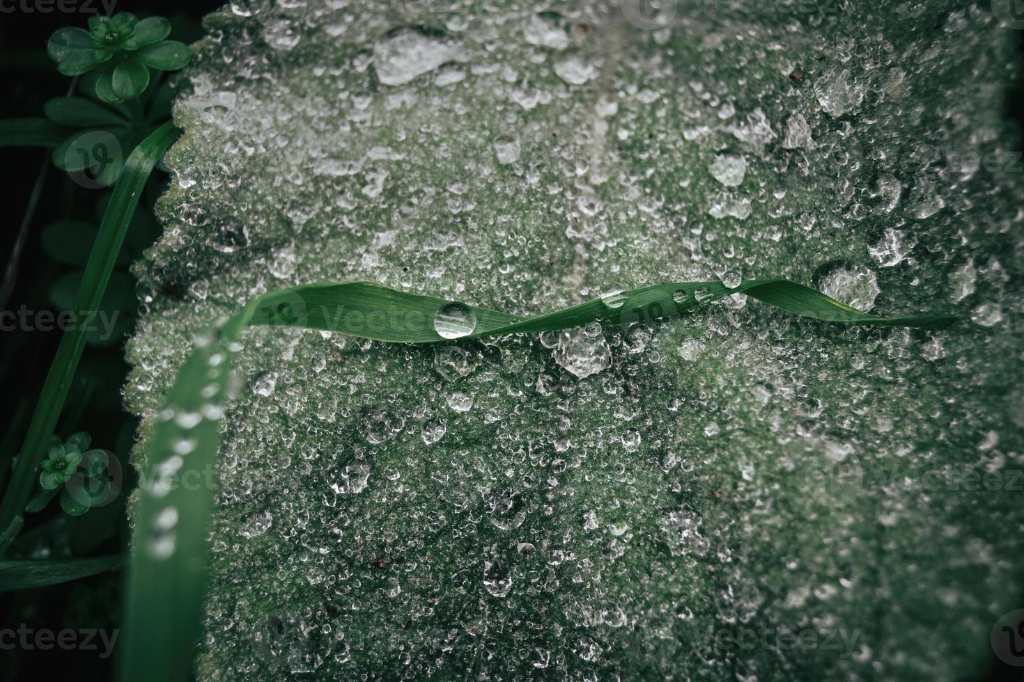 gotas de agua en hojas foto