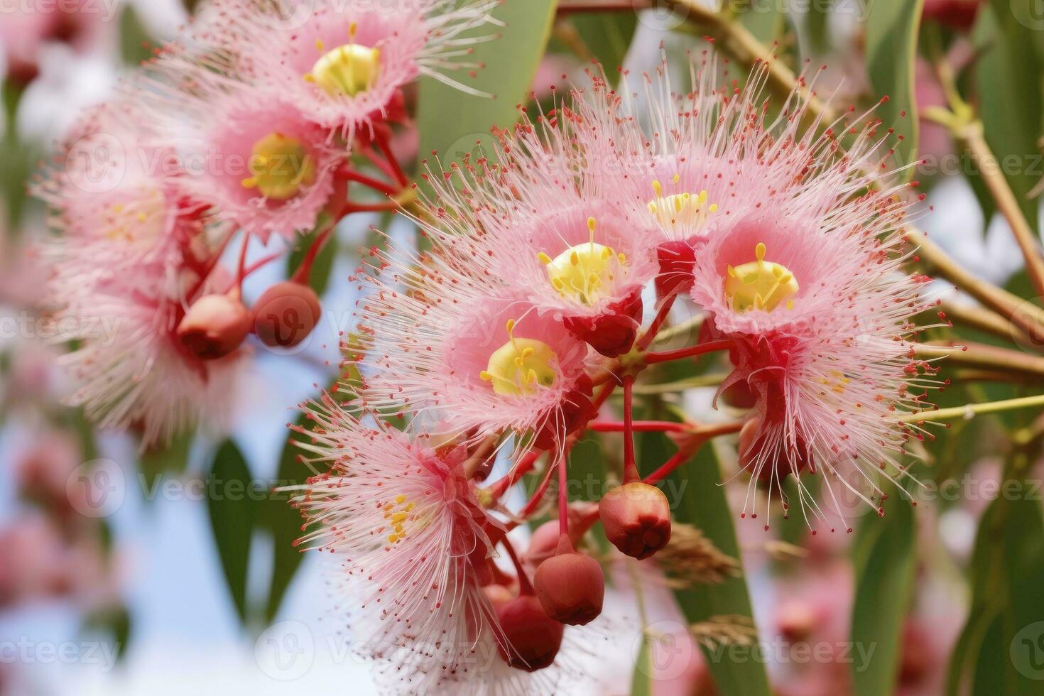 ai generiert schön Gummi Baum Rosa Blumen und Knospen. ai generiert foto