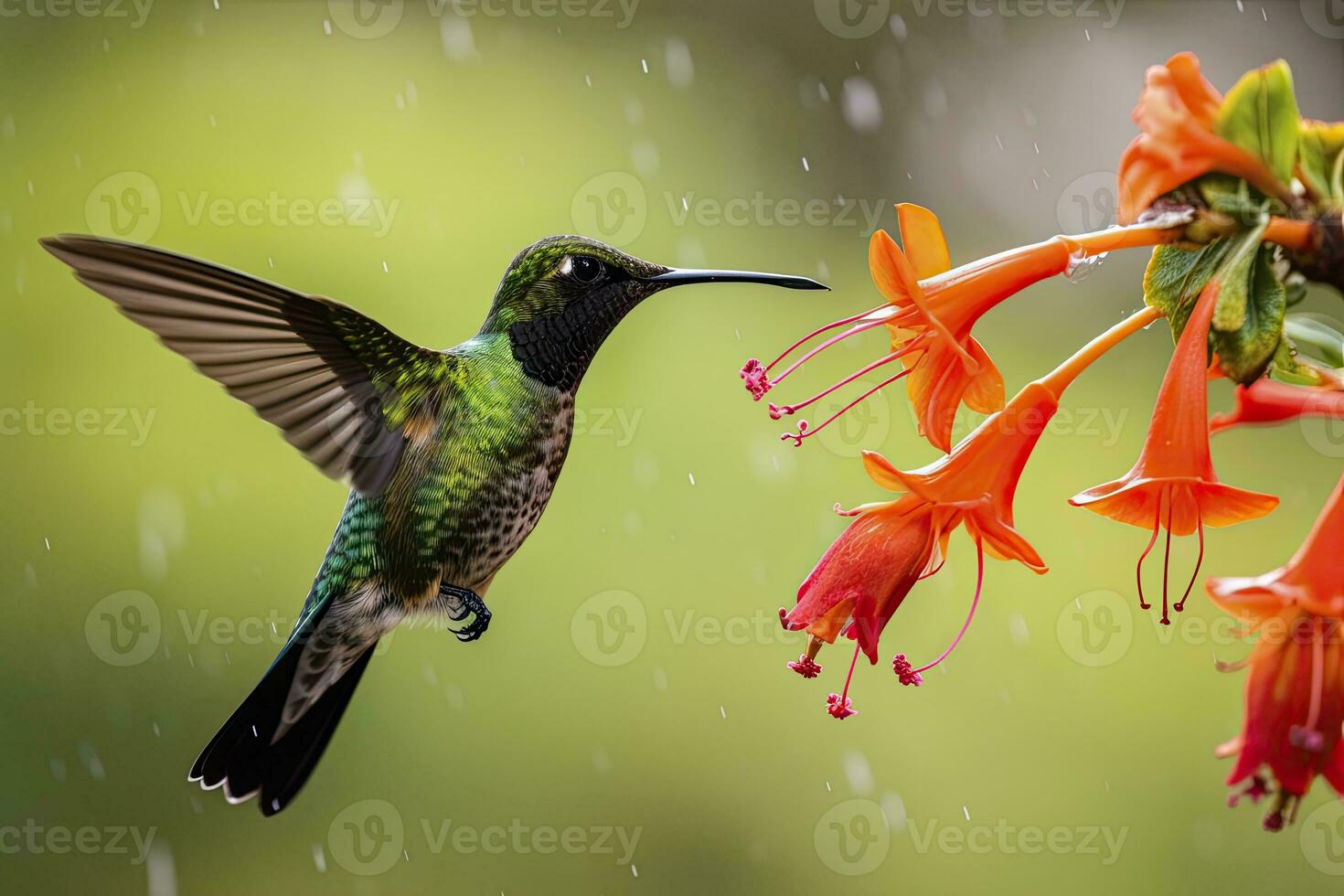 ai generiert Kolibri im Costa rica. ai generiert. foto