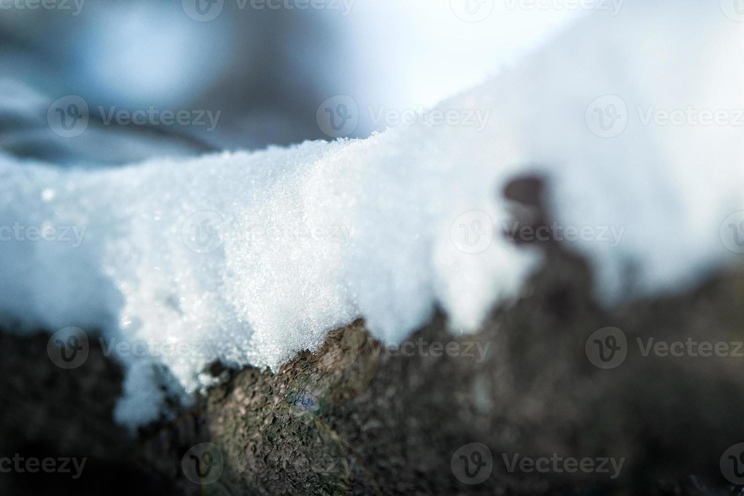 Frost und Schnee auf trockenen Waldbüschen foto