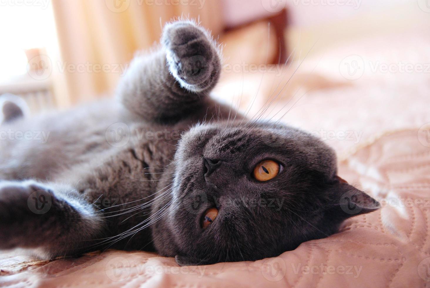 eine graue katze britischer oder schottischer rasse liegt auf dem bett foto