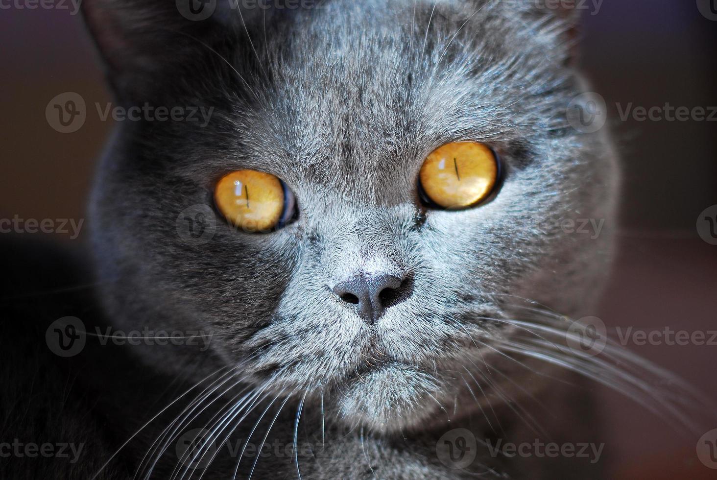 eine graue katze britischer oder schottischer rasse liegt auf dem bett foto