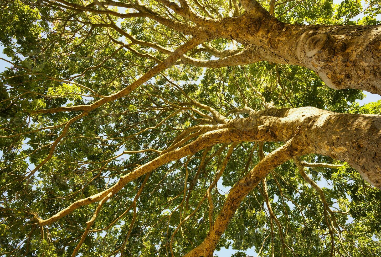 rot Mahagoni Baum, Khaya Antothek, Kirstenbosch, Kap Stadt, Süd Afrika foto