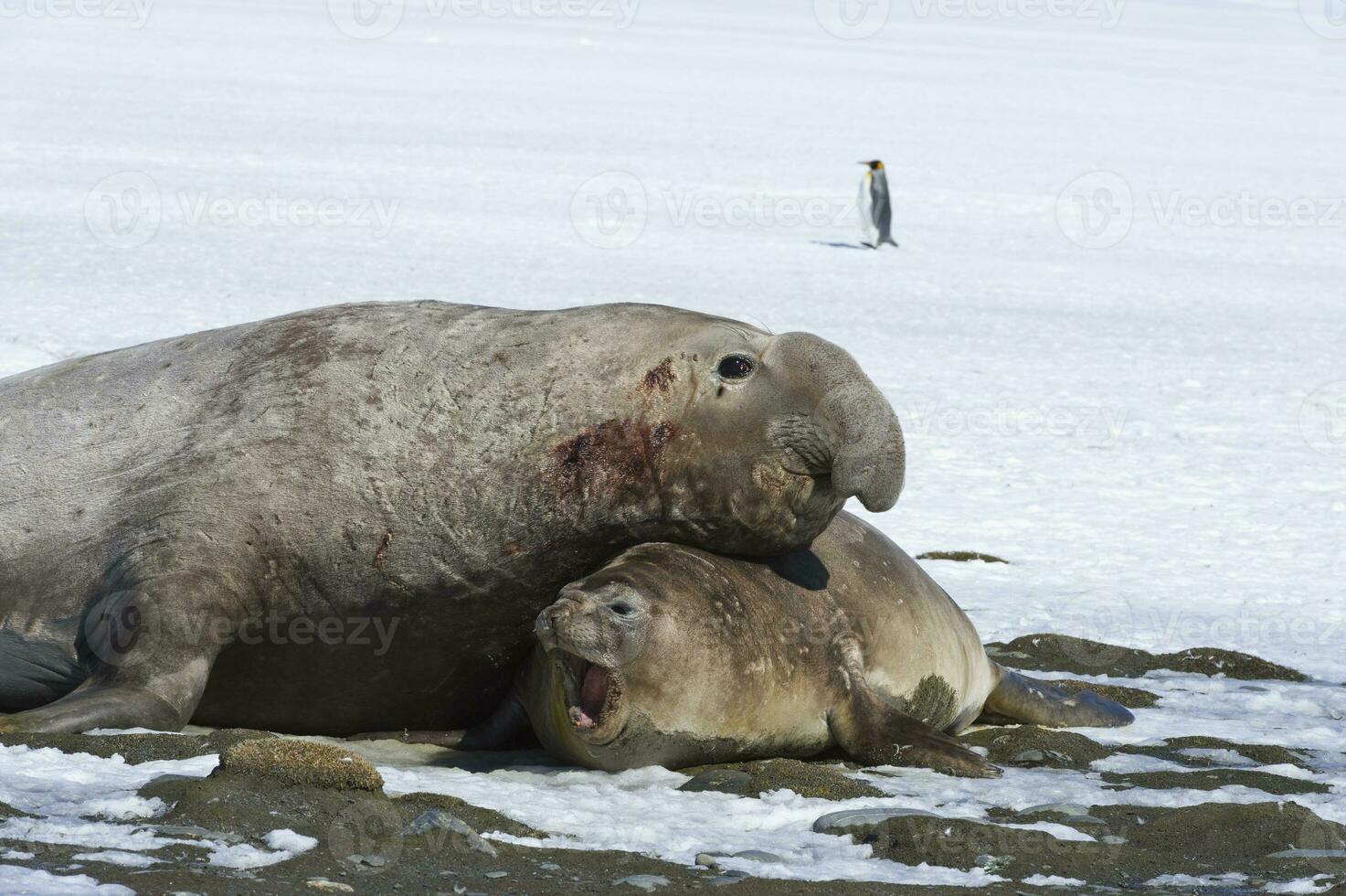 männlich Süd- Elefant Siegel, mirounga leonina mit weiblich auf Schnee, König Pinguine hinter, Salisbury schmucklos, Süd Georgia Insel, Antarktis foto