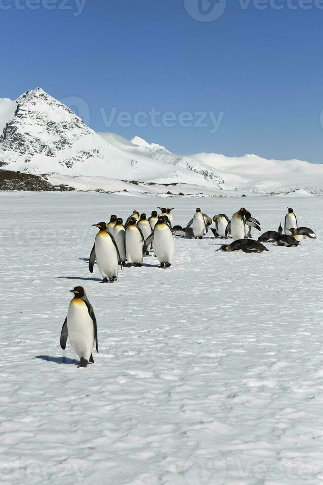 König Pinguine, Aptenodyten Patagonicus, Gehen auf Schnee bedeckt Salisbury schmucklos, Süd Georgia Insel, Antarktis foto