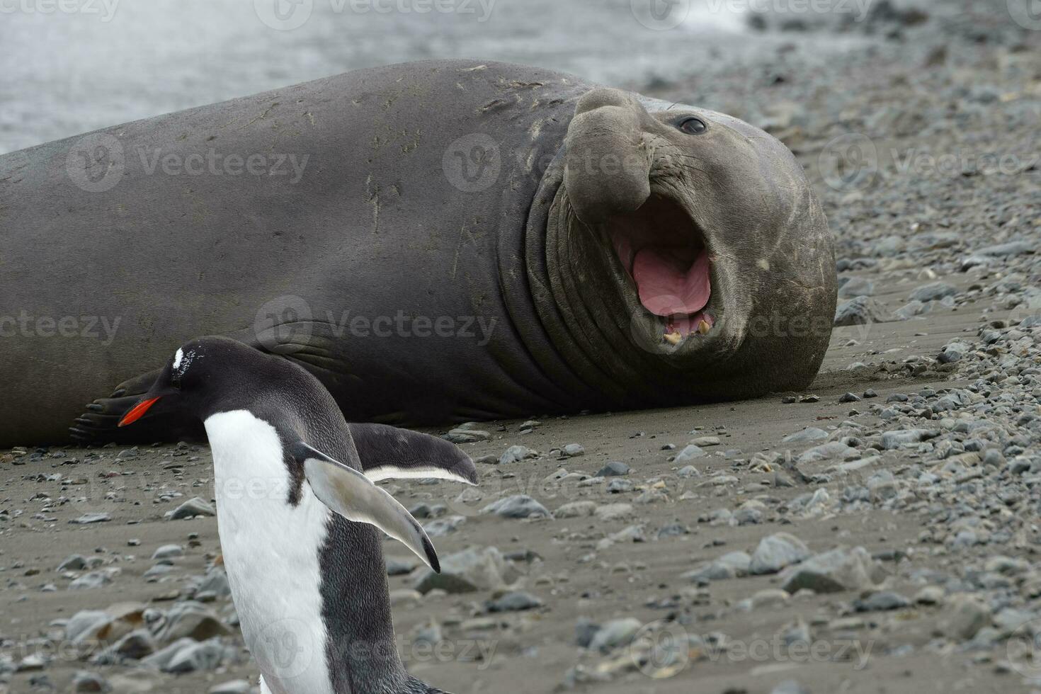 Gentoo Pinguin, Pygoscelis Papua, zu Fuß im Vorderseite von ein Knurren männlich Süd- Elefant Siegel, mirounga Leonine, Glück Bucht, Süd Georgia, Süd Georgia und das Sandwich Inseln, Antarktis foto