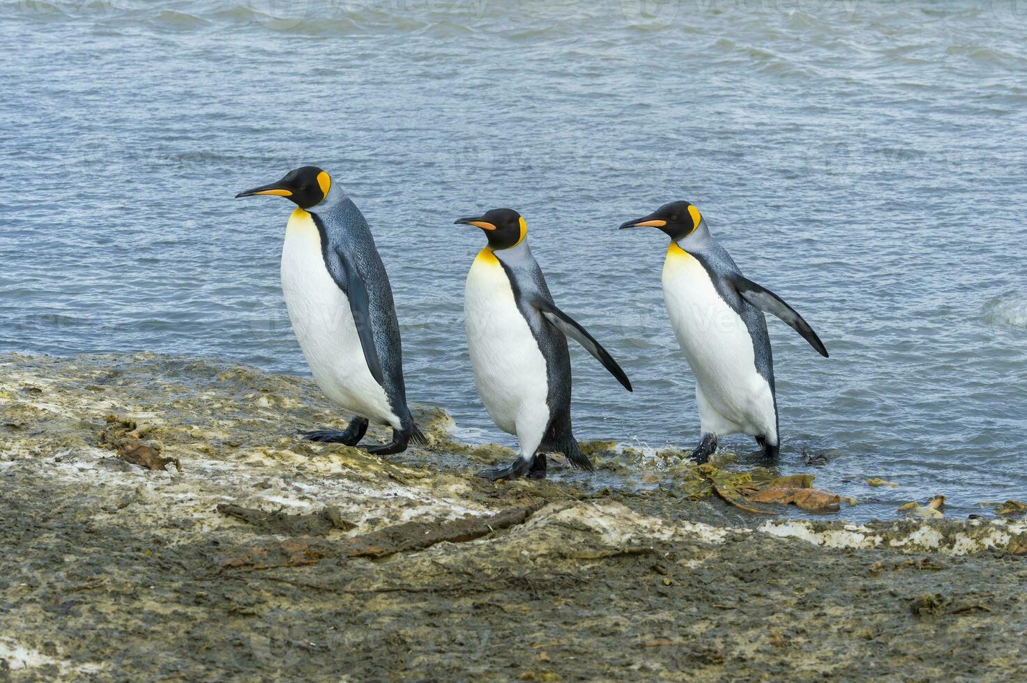 König Pinguine, Aptenodyten Patagonicus, Kreuzung ein Strom, richtig Wal Bucht, Süd Georgia Insel, Antarktis foto