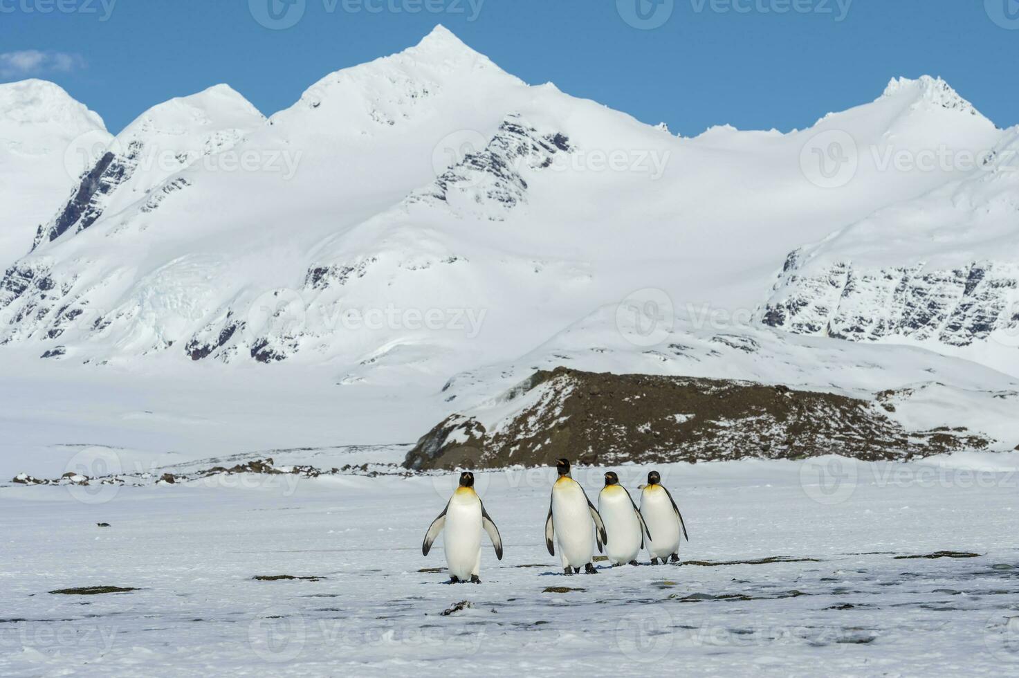 Gruppe von König Pinguin, Aptenodyten Patagonicus, Gehen auf Schnee bedeckt Salisbury schmucklos, Süd Georgia Insel, Antarktis foto