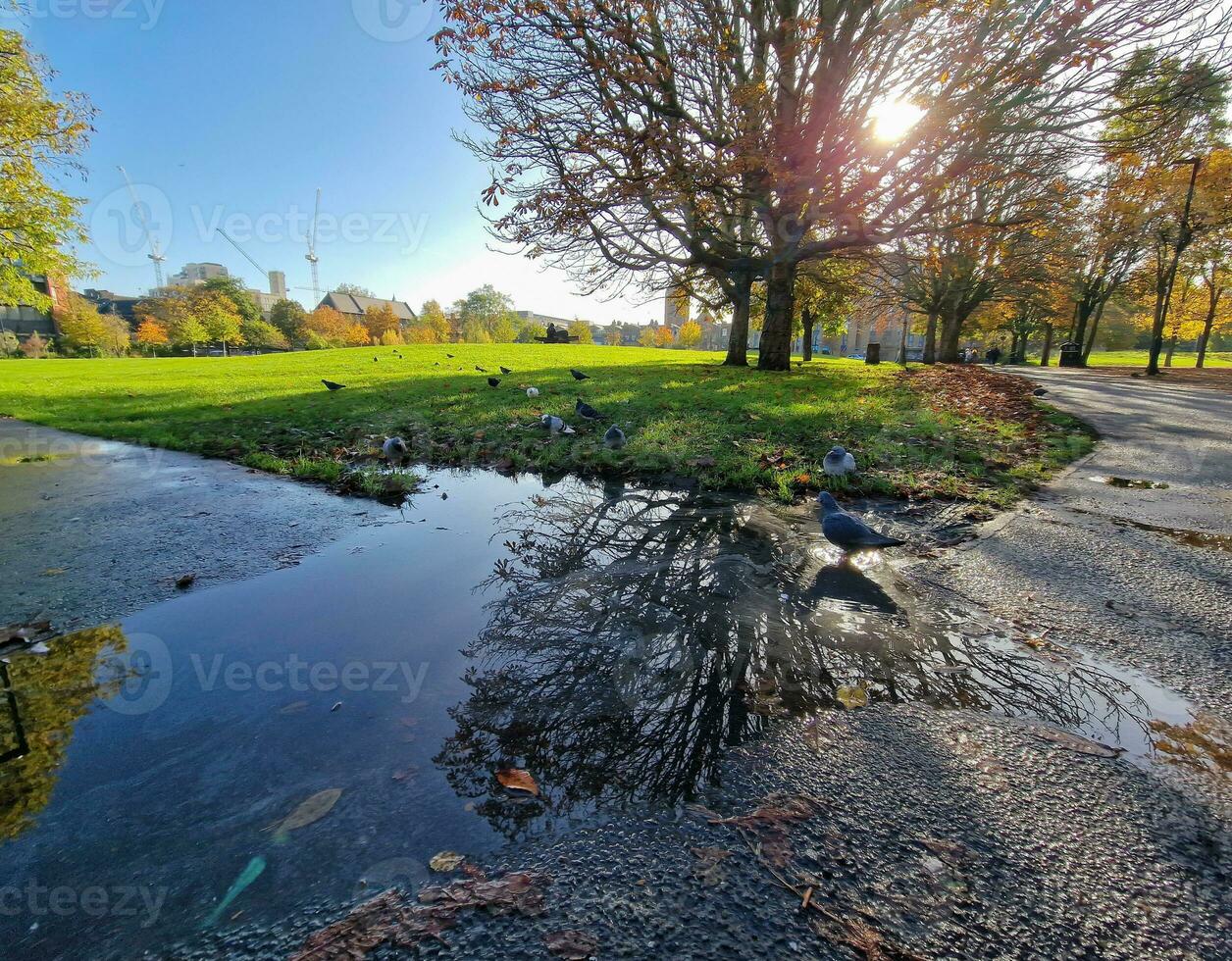 Tauben im spielerisch Stimmung durch ein Teich im ein Park im London, England foto