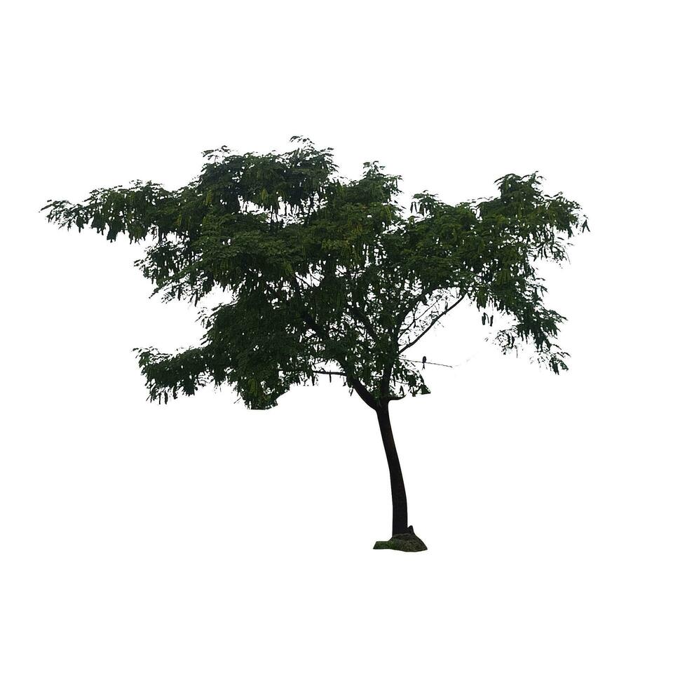 Baum png Bild foto