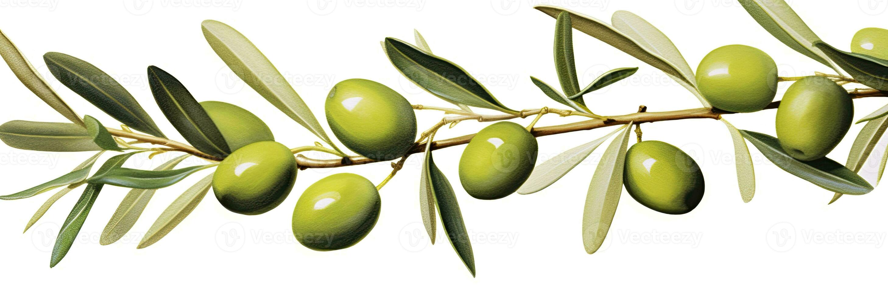 ai generiert Olive Baum Zweig, Grün Oliven und Blätter auf Weiß Hintergrund. ai generiert. foto