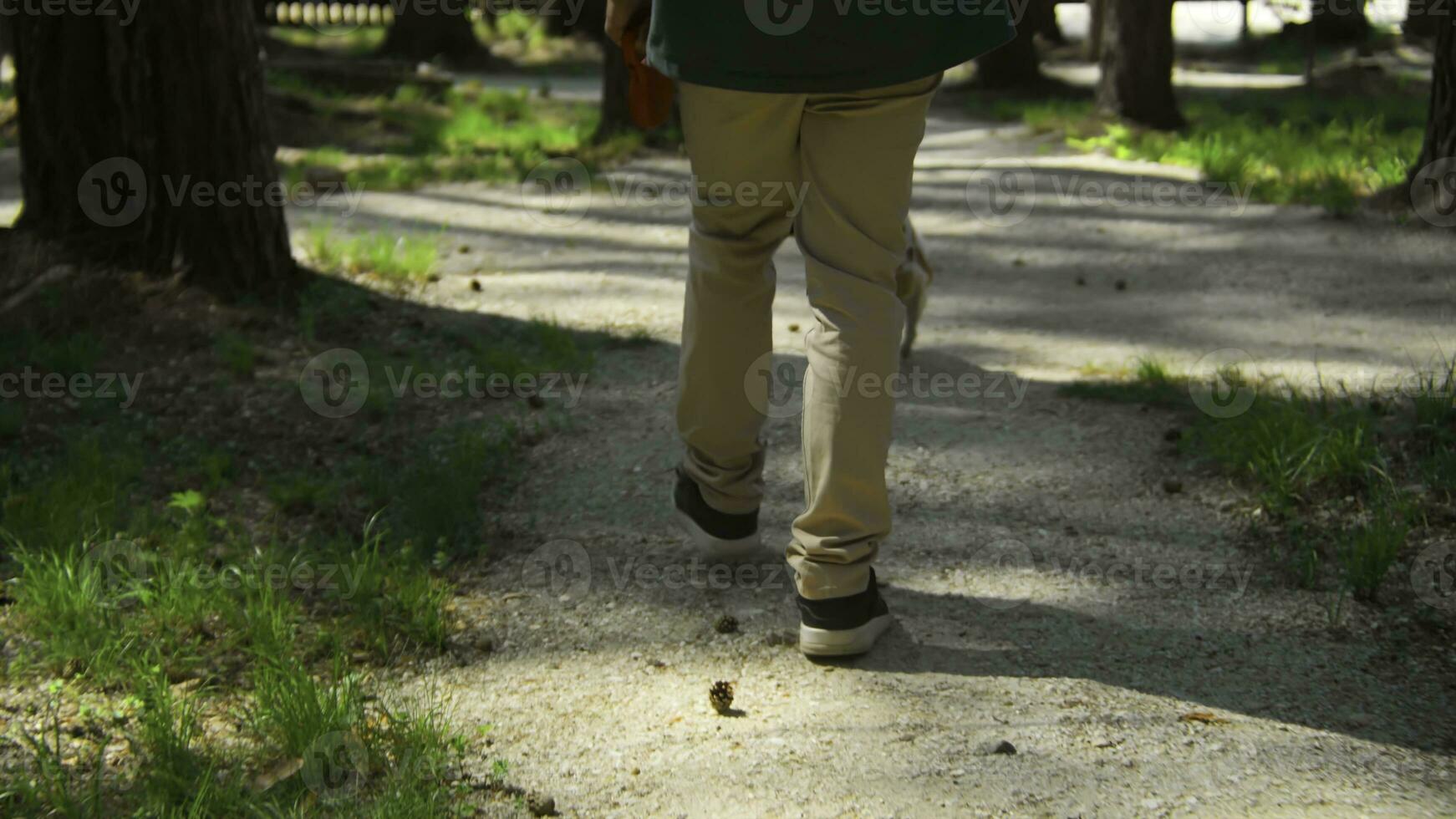 Mann Spaziergänge mit Hund im Sommer- Erholung Park. Lager Filmaufnahme. Mann Spaziergänge mit Hund auf Leine auf sonnig Sommer- Tag im Park. Mann mit Hund Spaziergänge im Sommer- Wald foto
