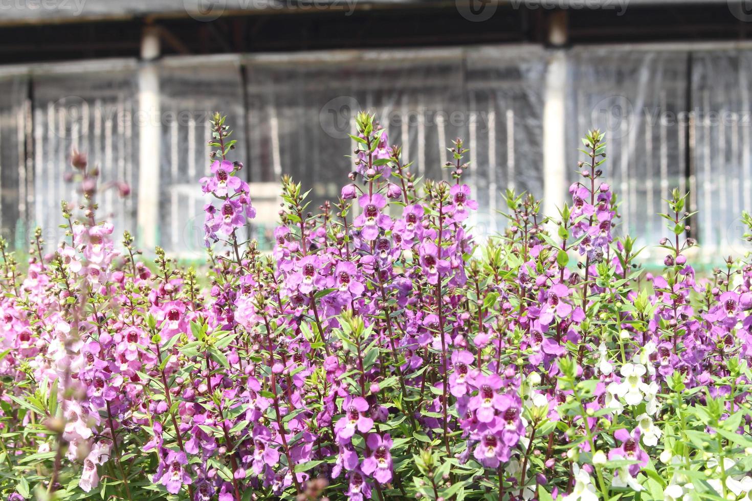 lila Blumen hinter dem Haus foto