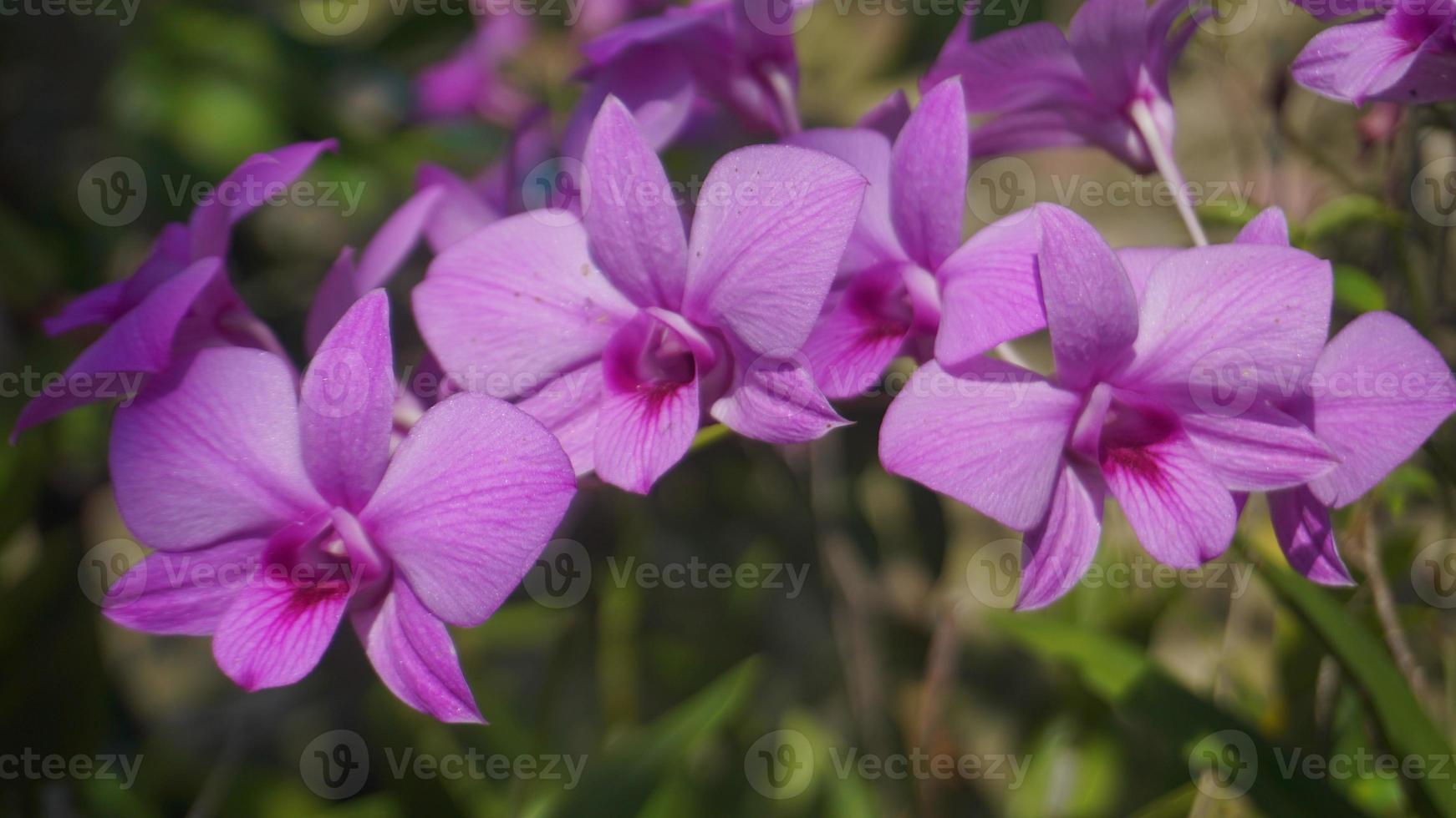 lila Orchideenblüte, die geblüht hat foto