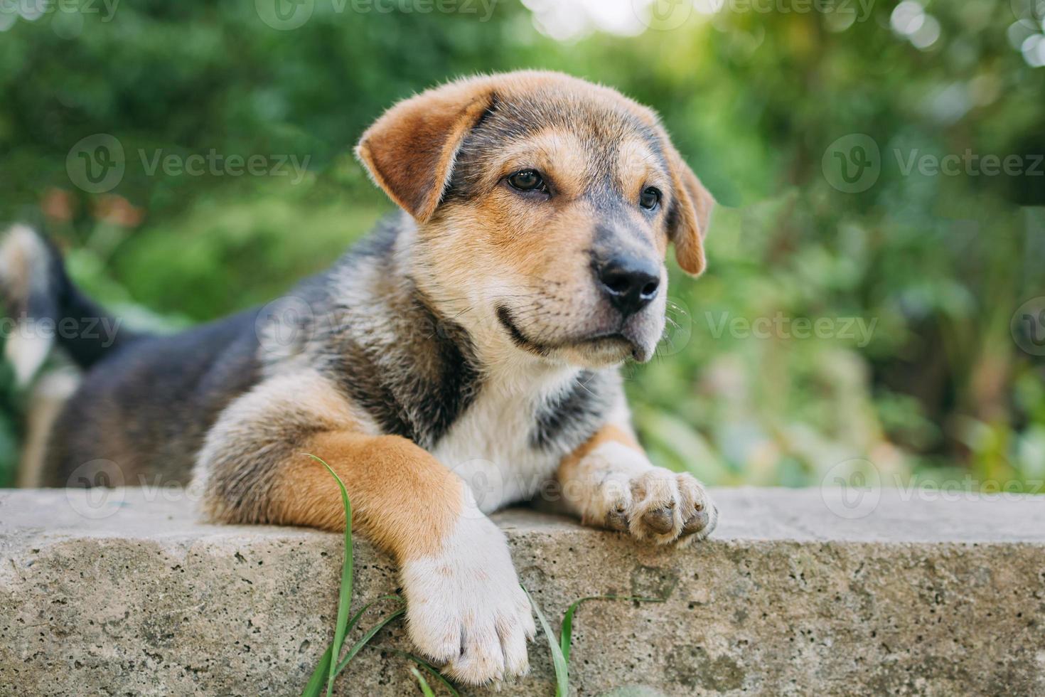 süßer Hund an einem Sonnentag foto