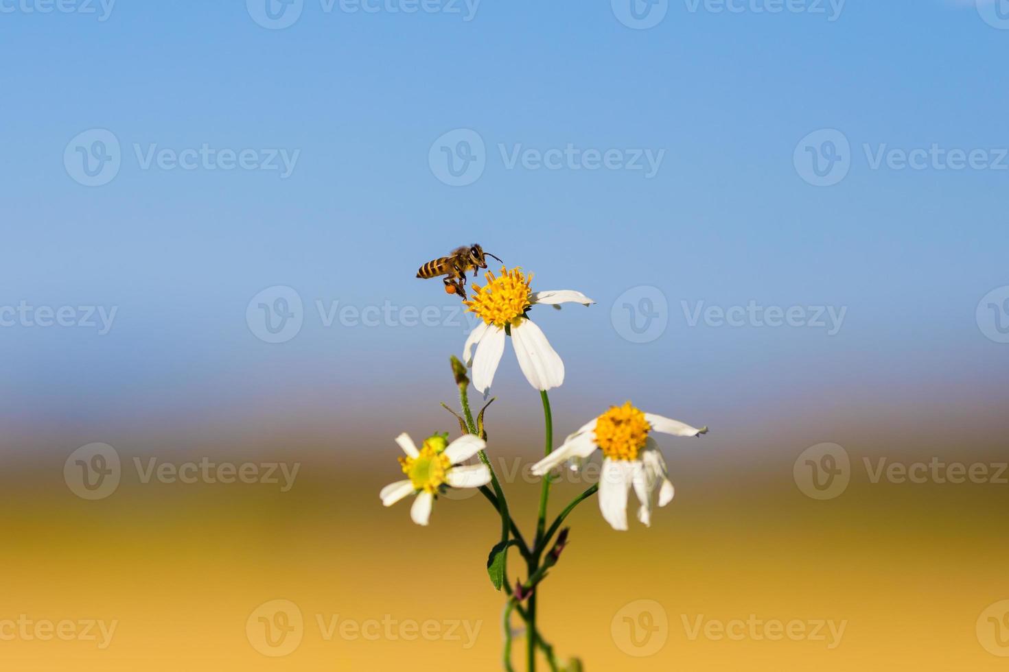 Biene auf einer Blume foto