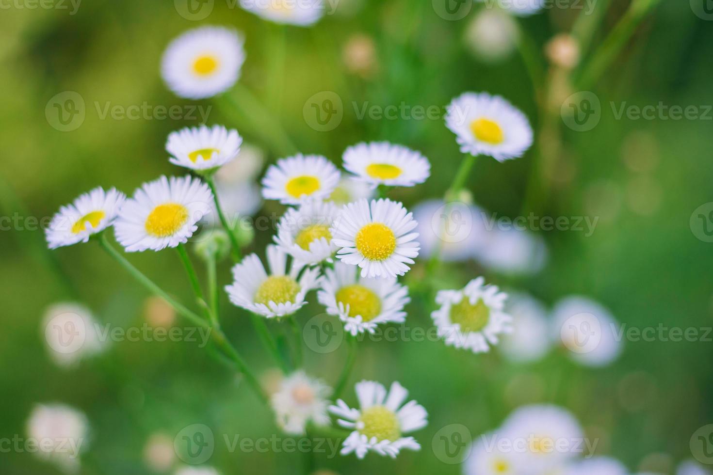 Schöner grüner Naturhintergrund von weißen Blumen. Bild für Entspannung und natürliche Umgebung foto