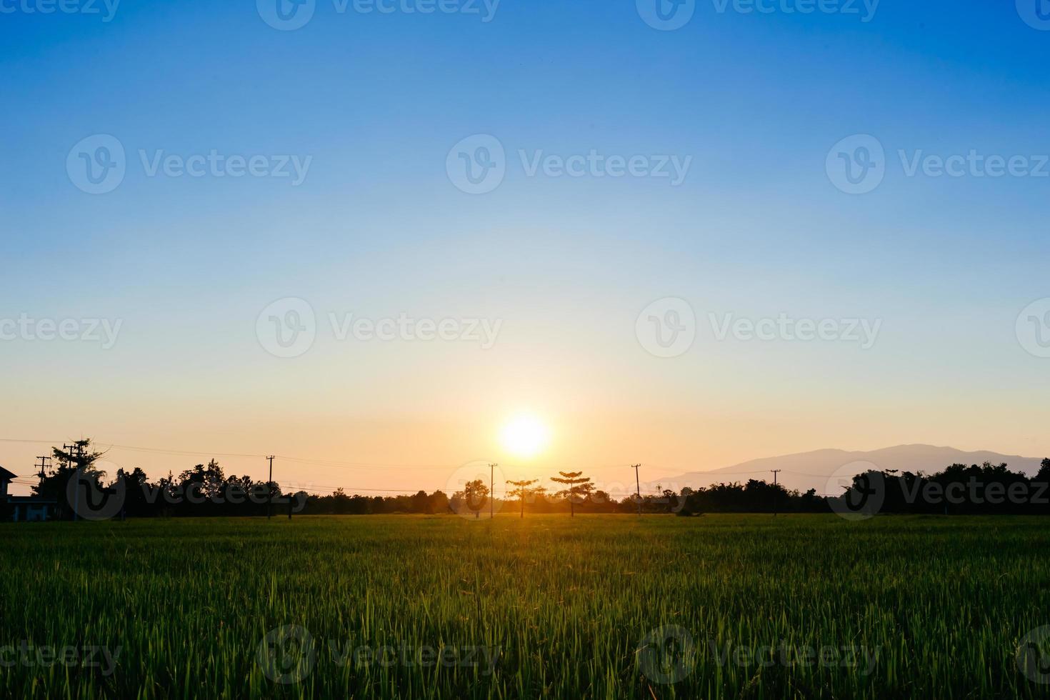 Reisfeld in Thailand mit blauem Himmel und weißer Wolke foto