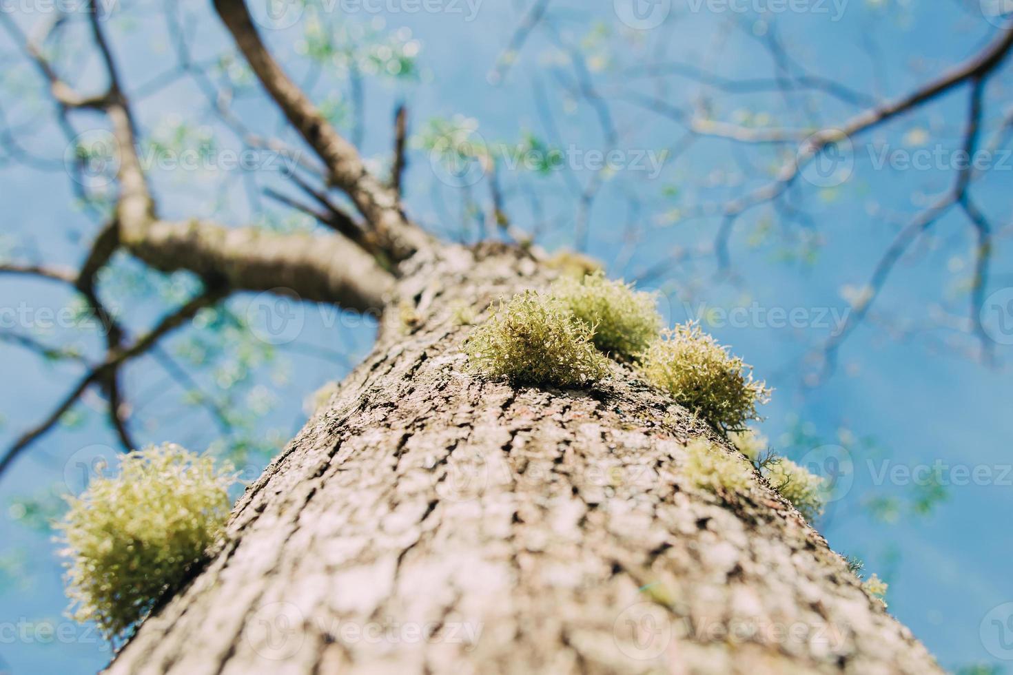 ein Baum von unten. Entwaldung und ihre extremen Auswirkungen auf die globale Erwärmung. foto