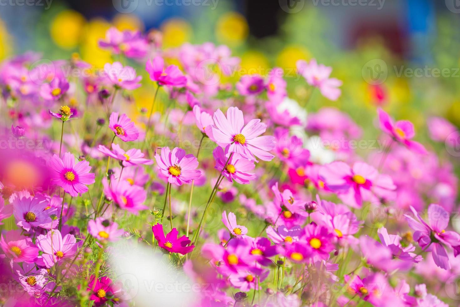 Kosmosblumen im Garten foto