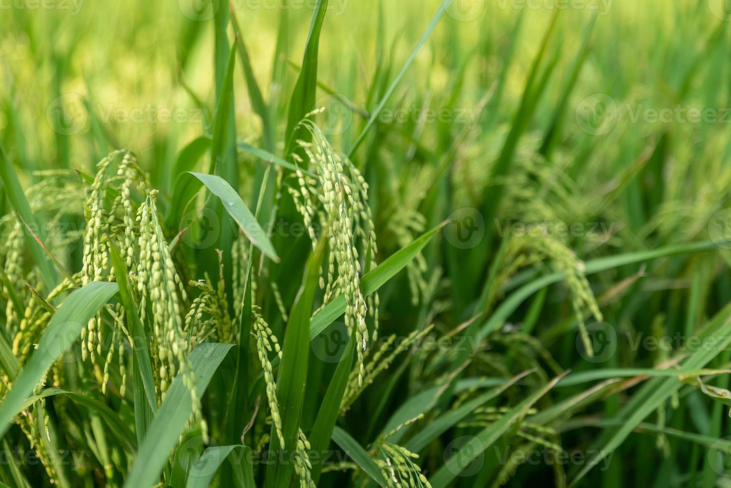 es gibt grüne Reisfelder auf dem Land und unreifen Reis foto