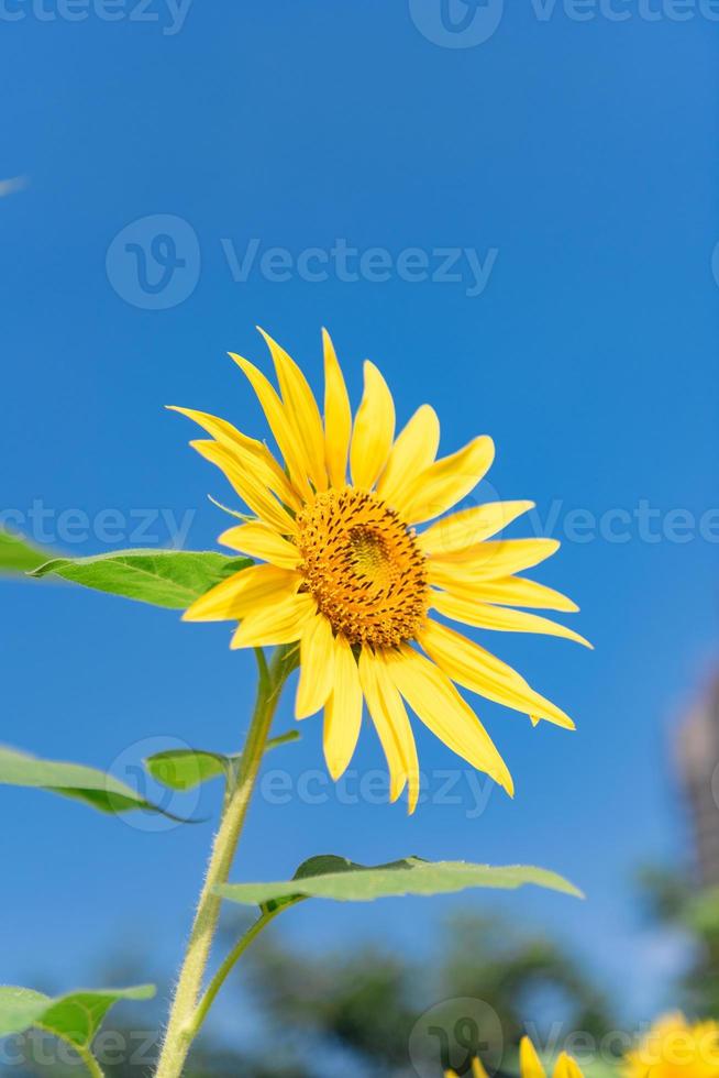 eine gelbe Sonnenblume in voller Blüte unter blauem Himmel foto