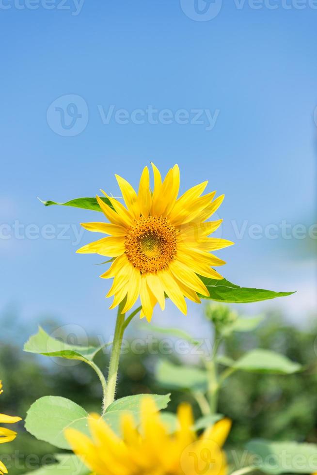 eine gelbe Sonnenblume in voller Blüte unter blauem Himmel foto