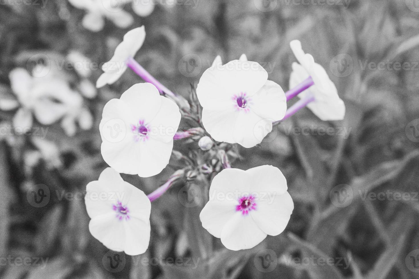 natürliche schöne Blumennahaufnahme foto