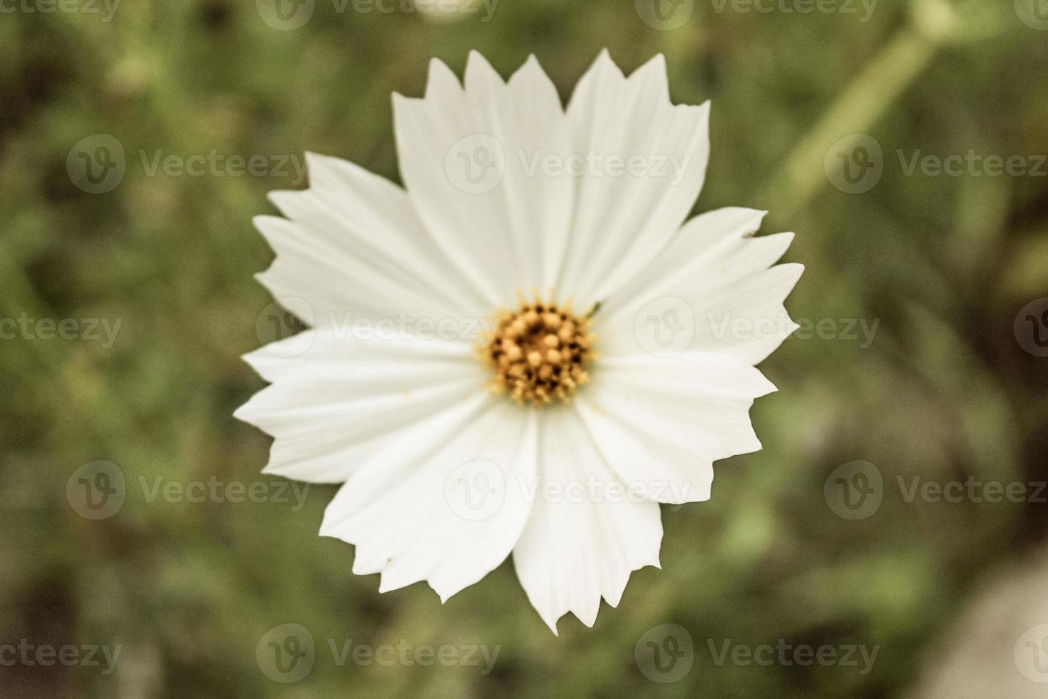 natürliche schöne Blumennahaufnahme foto