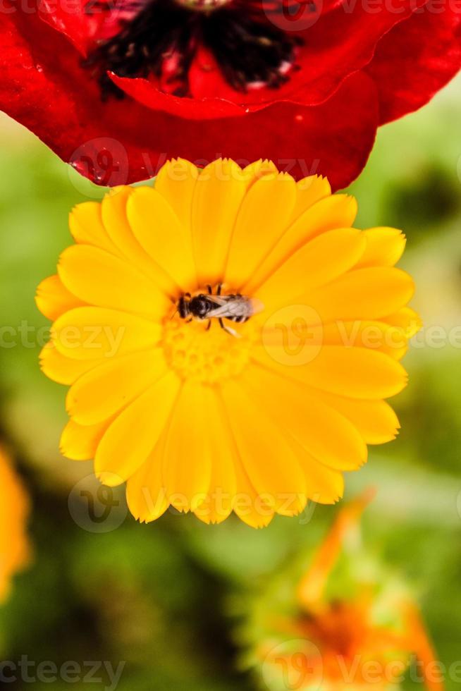 natürliche schöne Blumennahaufnahme foto