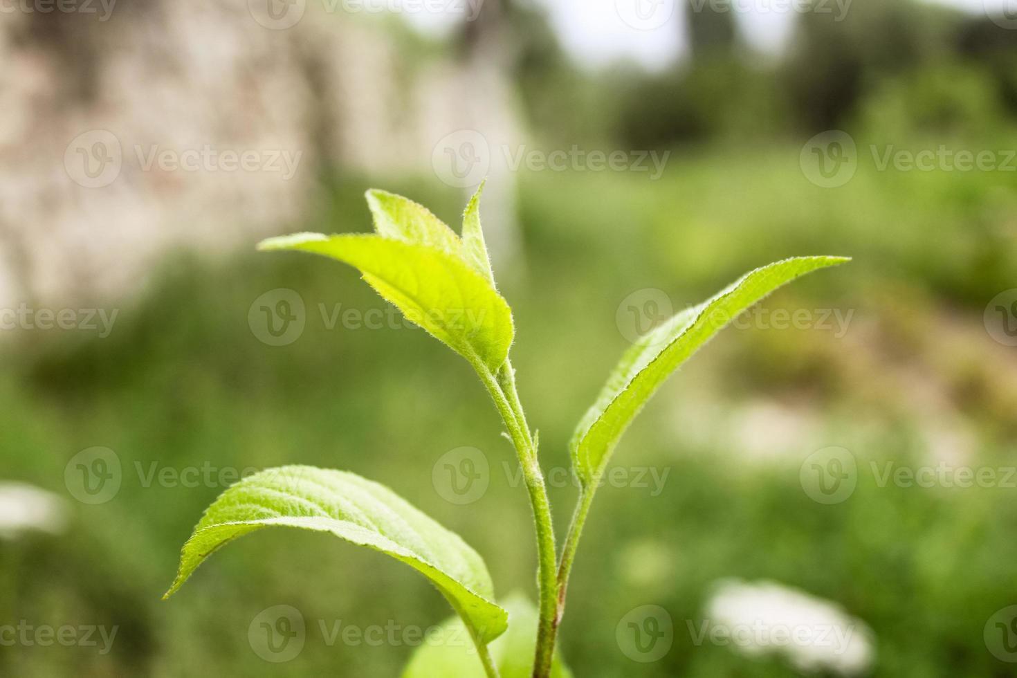 natürliche schöne Blumennahaufnahme foto