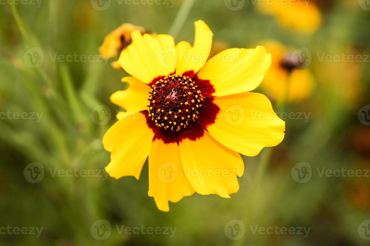 natürliche schöne Blumennahaufnahme foto