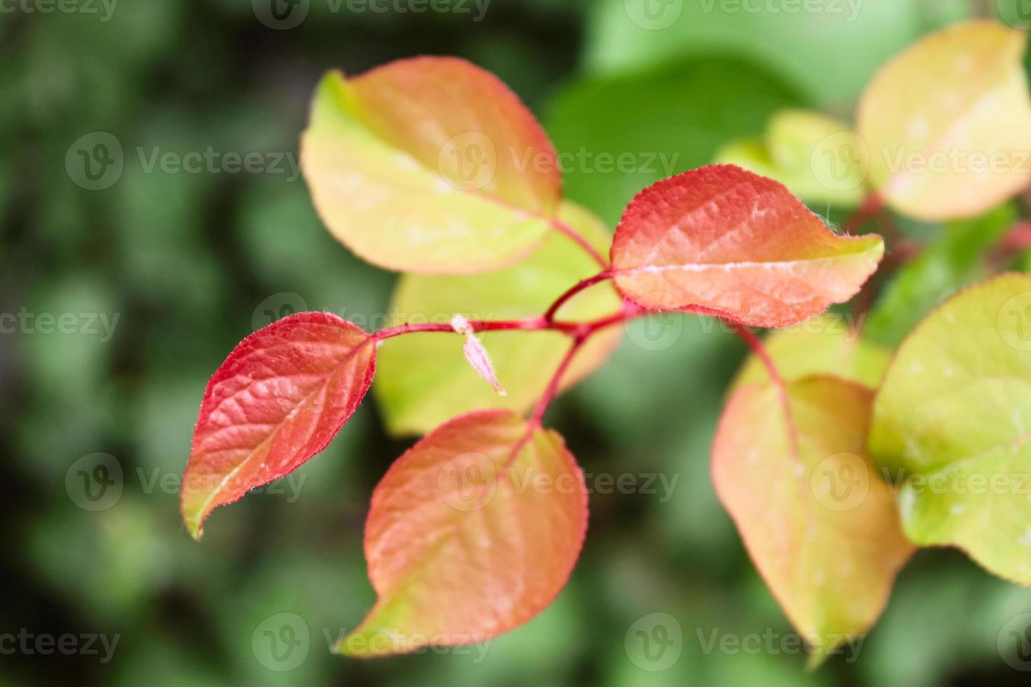 natürliche schöne Blumennahaufnahme foto