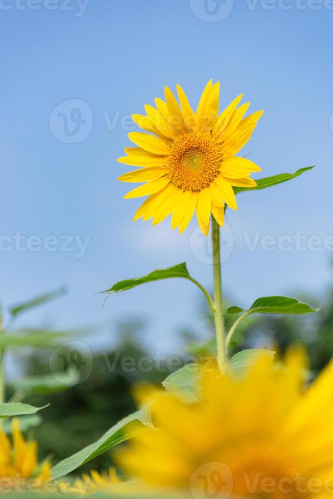eine gelbe Sonnenblume in voller Blüte unter blauem Himmel foto