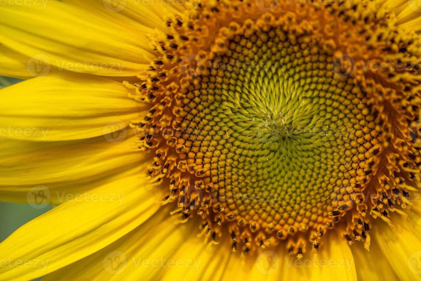 Nahaufnahme von blühenden gelben Sonnenblumen foto