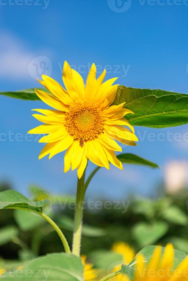 eine gelbe Sonnenblume in voller Blüte unter blauem Himmel foto