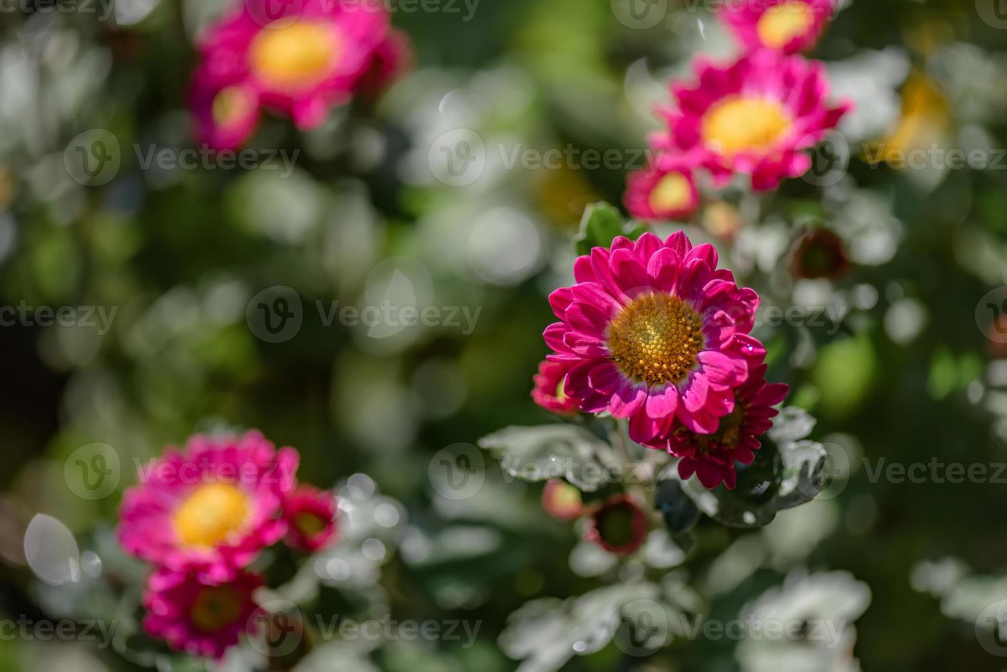 die kleineren lila Chrysanthemen im Park stehen vor einem dunkelgrünen Hintergrund foto