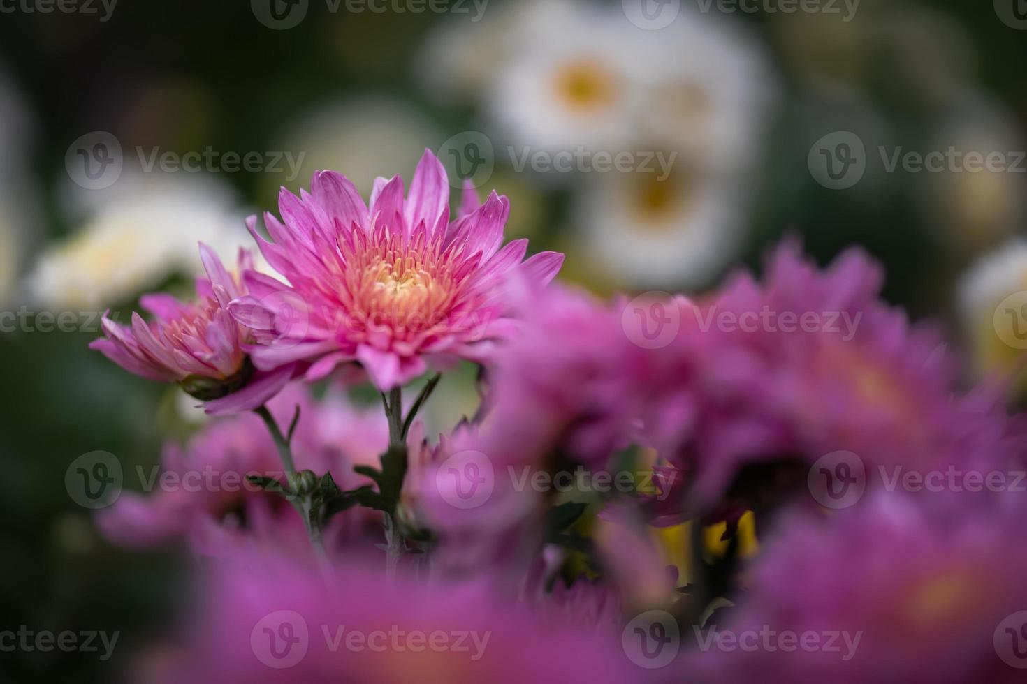 die kleineren lila Chrysanthemen im Park stehen vor einem dunkelgrünen Hintergrund foto