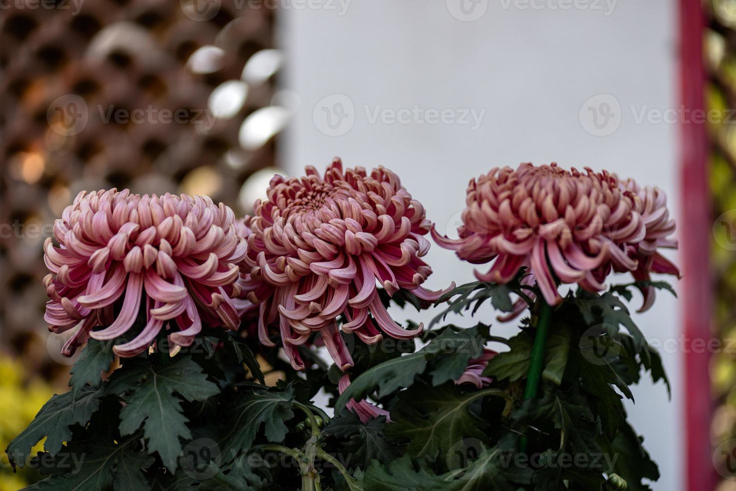 große lila Chrysanthemen im Park foto