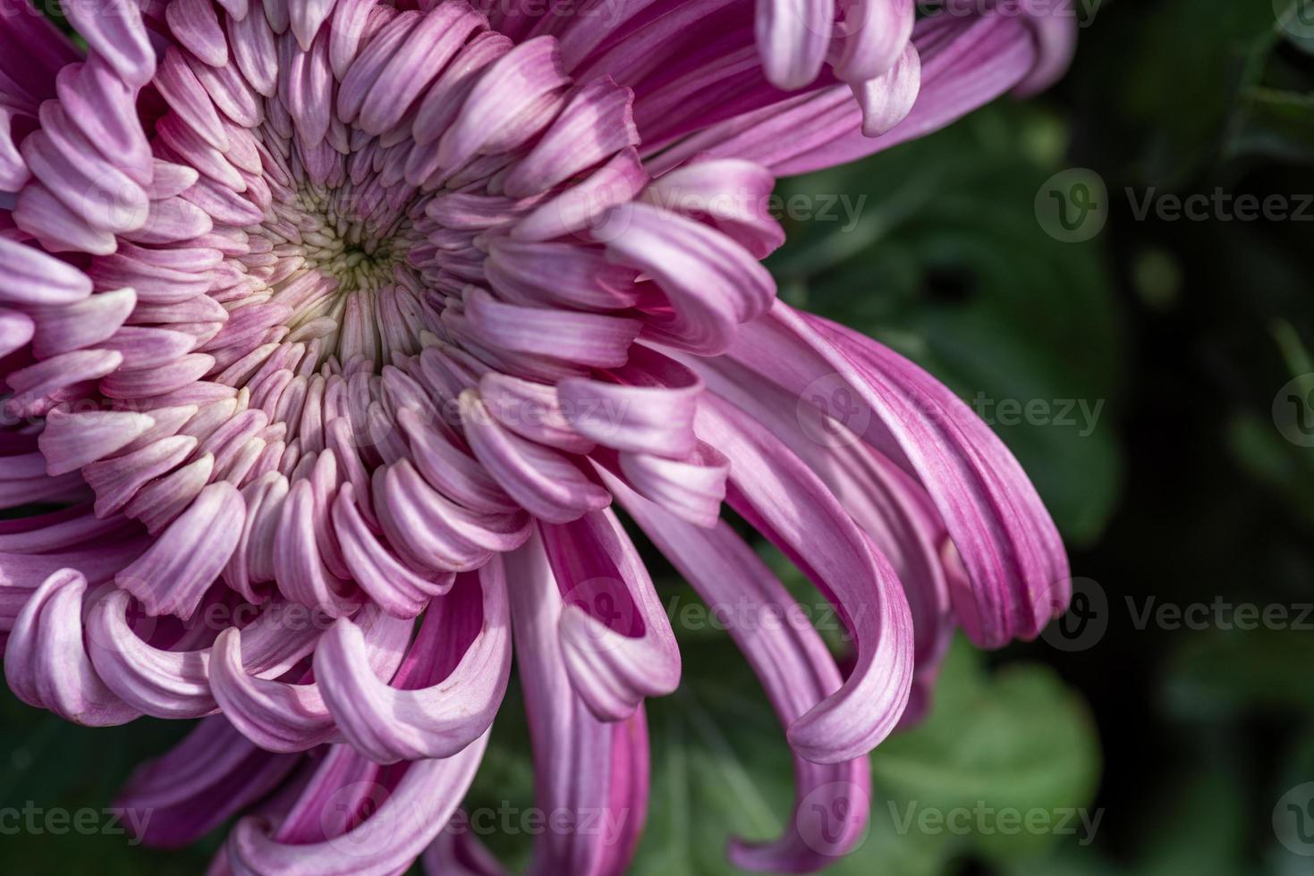 große lila Chrysanthemen im Park foto