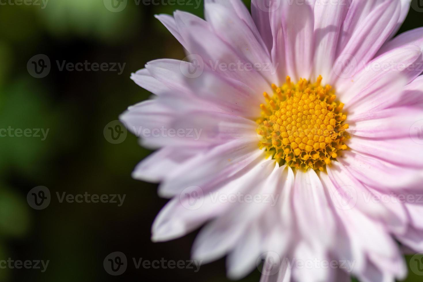 große lila Chrysanthemen im Park foto