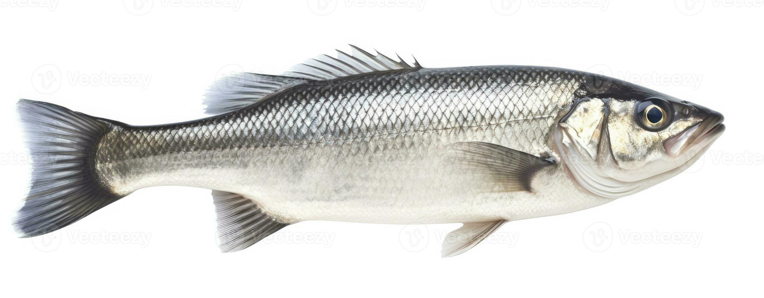 ai generiert einer frisch Meer Bass Fisch isoliert auf Weiß Hintergrund. ai generiert. foto