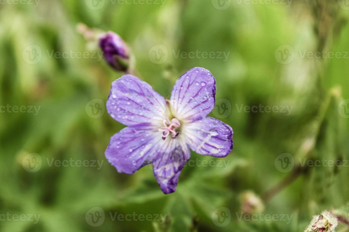 natürliche schöne Blumennahaufnahme foto