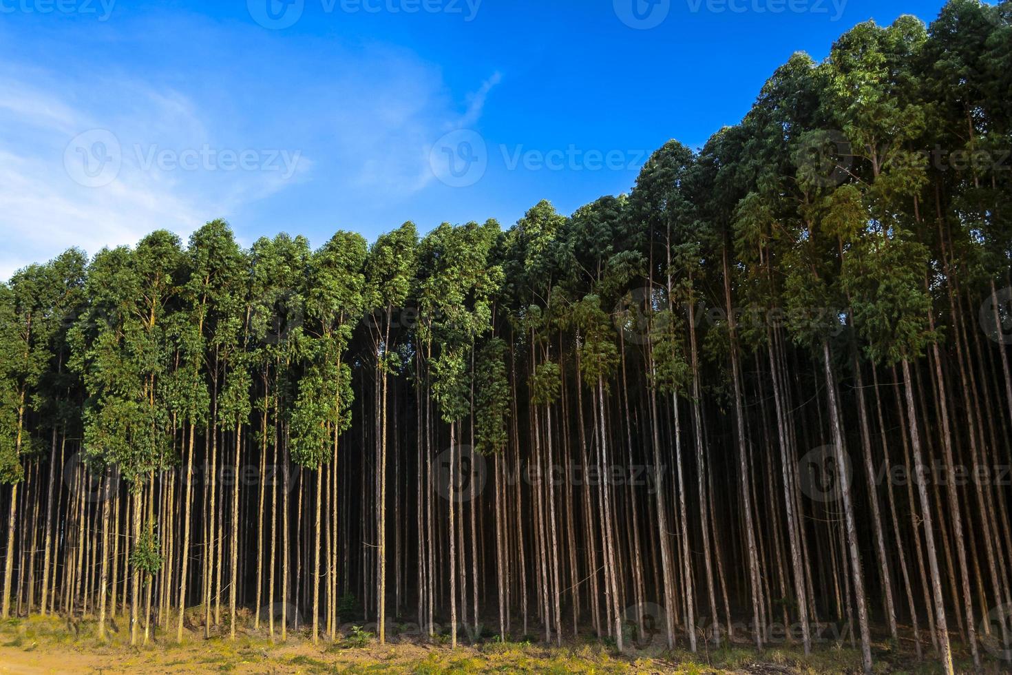 mit Eukalyptus bepflanzter Wald auf einer Farm im Bundesstaat Sao Paulo, Brasilien foto