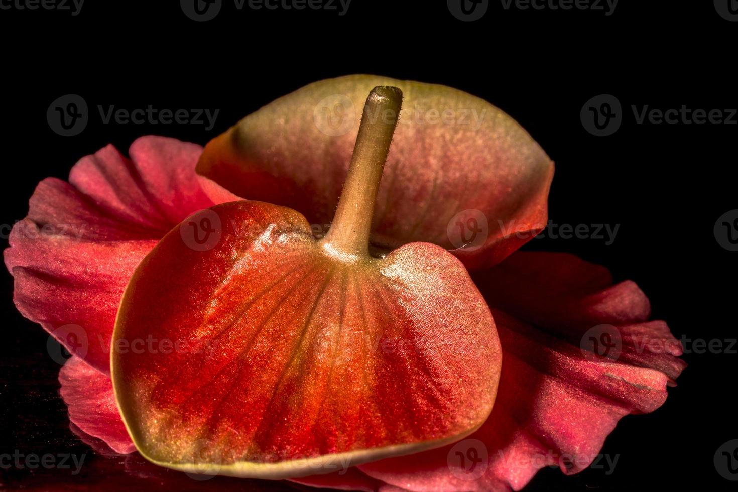 Anordnung der roten Anthurienblume mit schwarzem Hintergrund in Brasilien foto