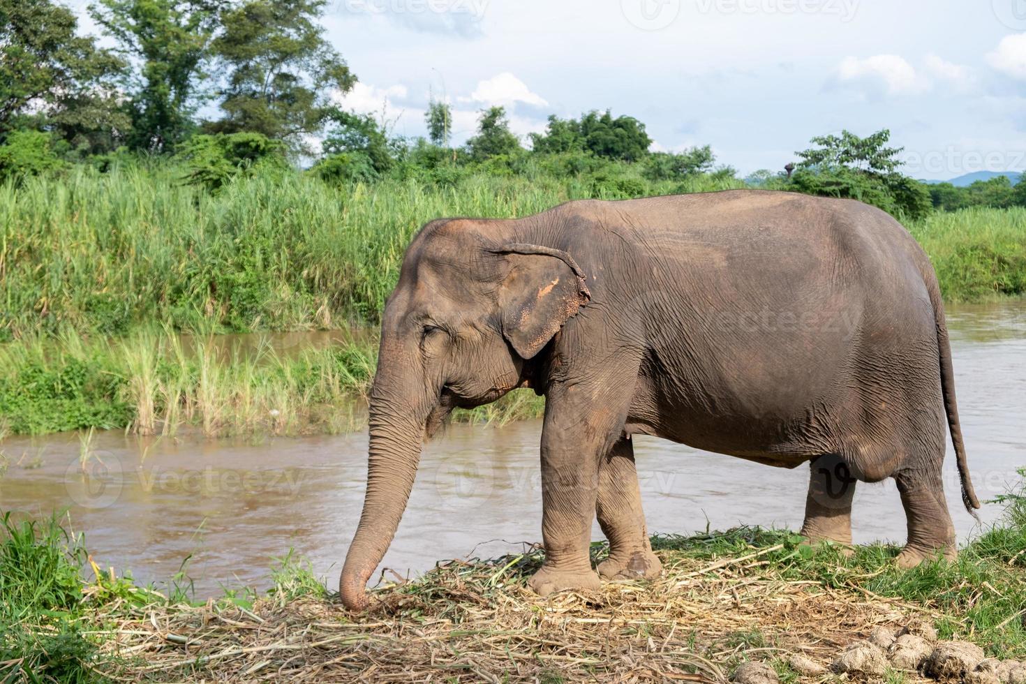 Elefanten stehen am Ping-Fluss, Chiang Mai, Thailand? foto