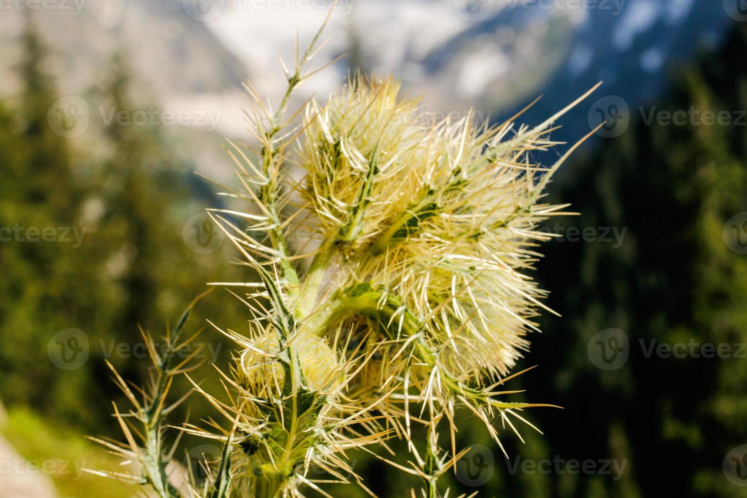 kumrat tal schöne landschaft bergblick foto